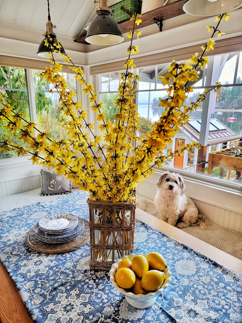 yellow forsythia blooms on the kitchen table with cream dog on window seat