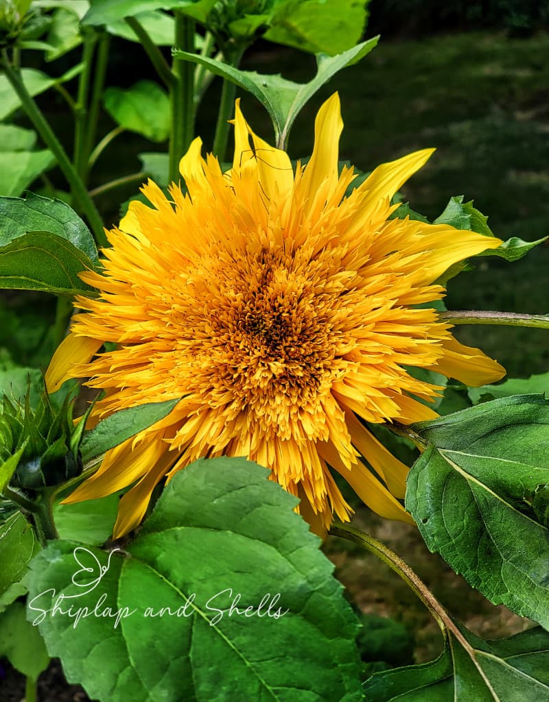 cut flower garden seeds: frilly sunflower