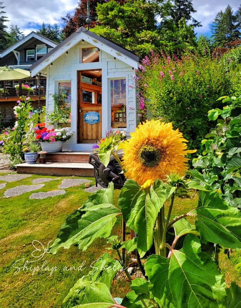 cut flower garden seeds: frilly sunflower and greenhouse