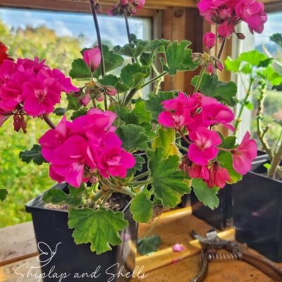 4 Easy Options for Overwintering Your Geraniums