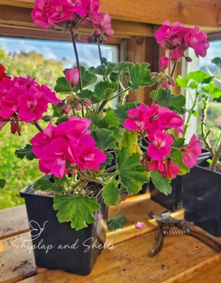 How to Easily Start New Geranium Plants from Stem Cuttings