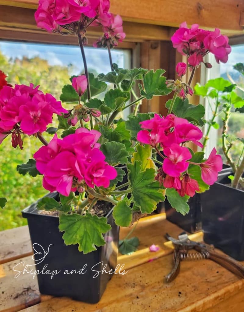 pink geraniums in a greenhouse