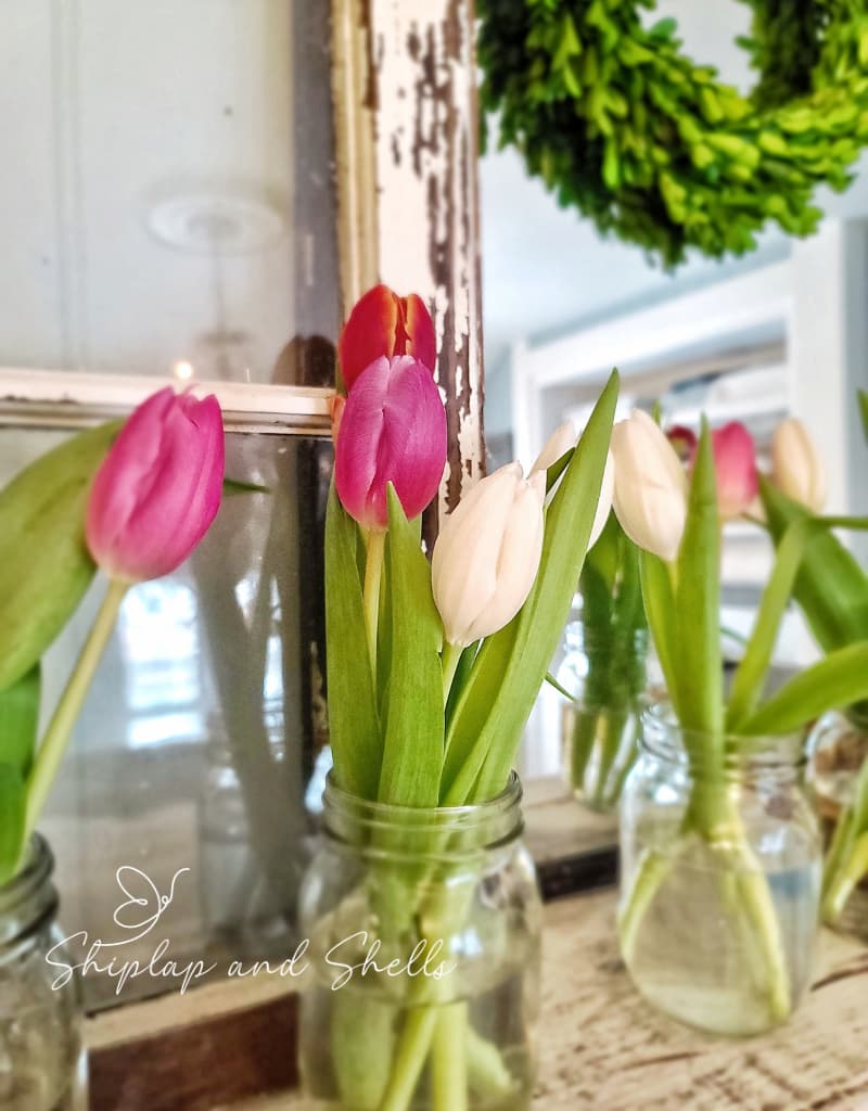 pink and white tulips in mason jars