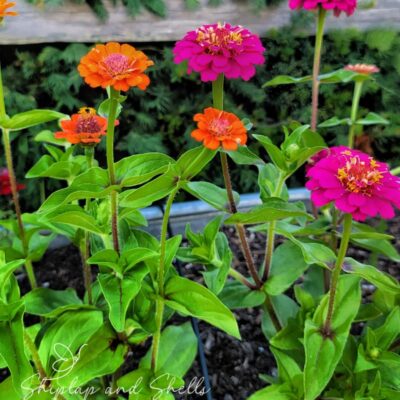 How Pinching Plants Benefits Your Cut Flower Garden