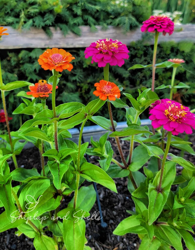 annual and perennial plants: pink and orange lilliput zinnias