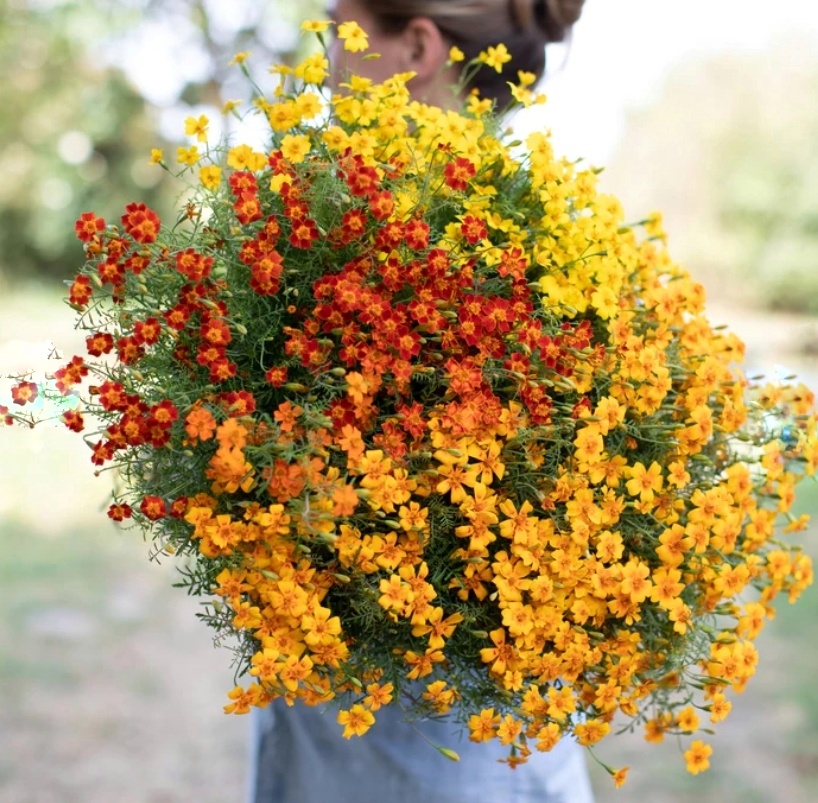 cut flower garden seeds: marigold
