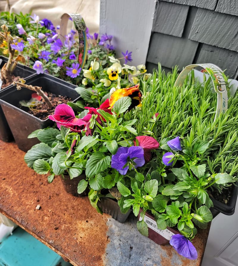 pansies and lavender ready to be planted in the garden