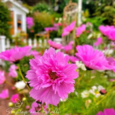 The Difference Between Annual and Perennial Plants and How to Use Both in Your Garden