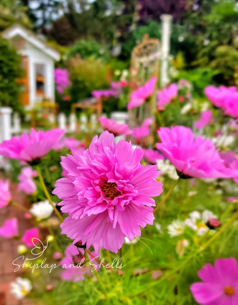 annual and perennial plants: pink cosmos annuals in the cut flower garden