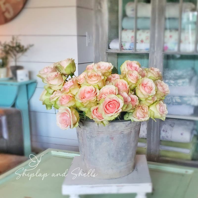pink and cream roses in galvonized bucket