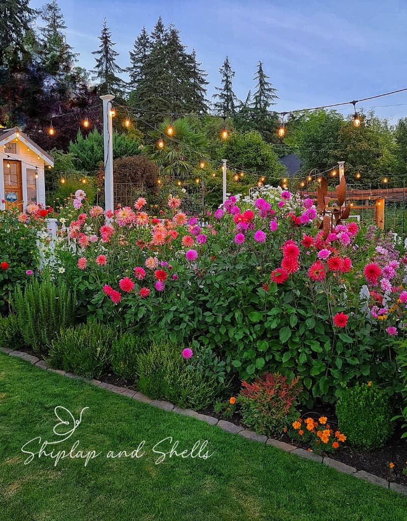 row of colorful dahlias in the cottage garden
