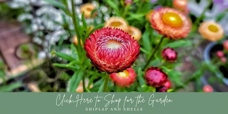 View of A Beginners Guide to Flower Gardening: How to Get Started - Shiplap and ...