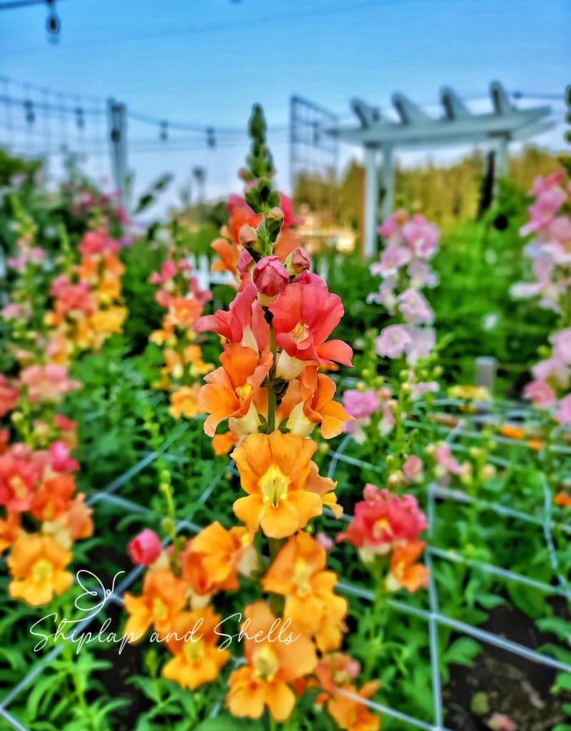 snapdragons with netting