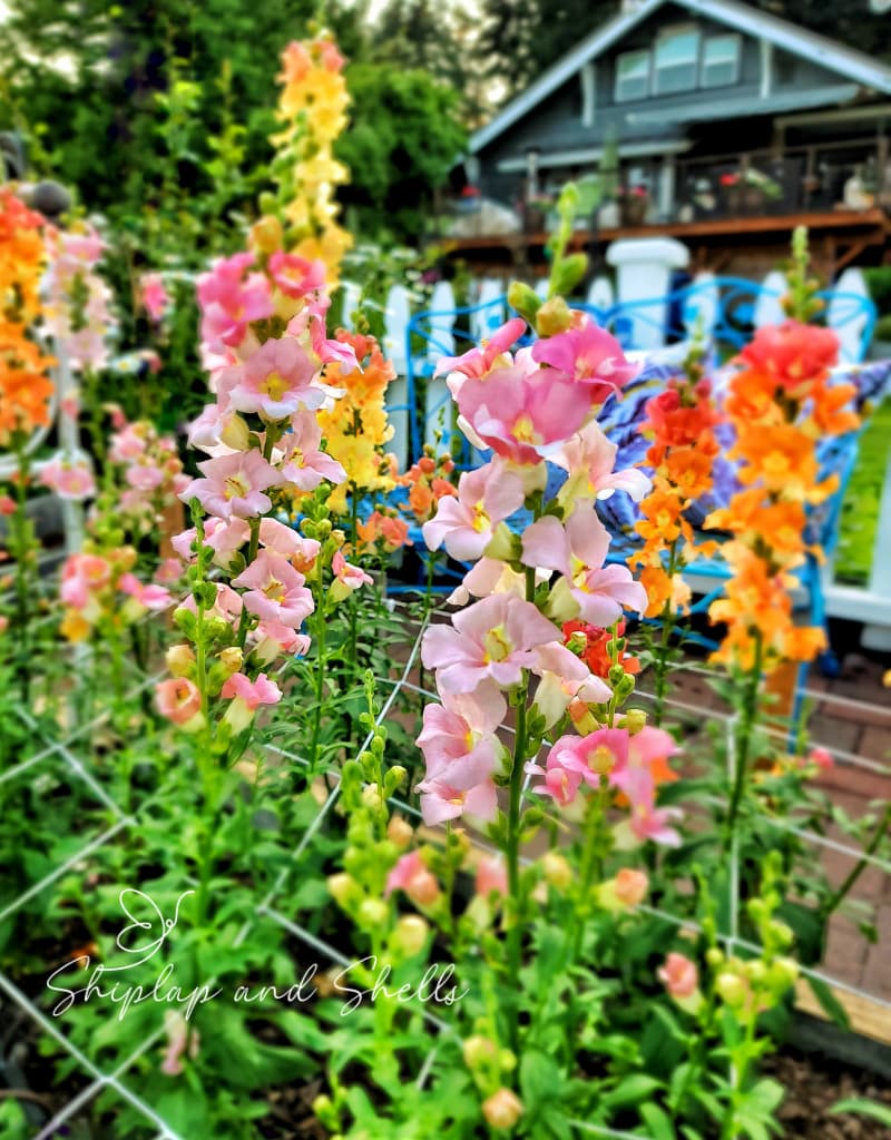 snapdragons being supported by netting