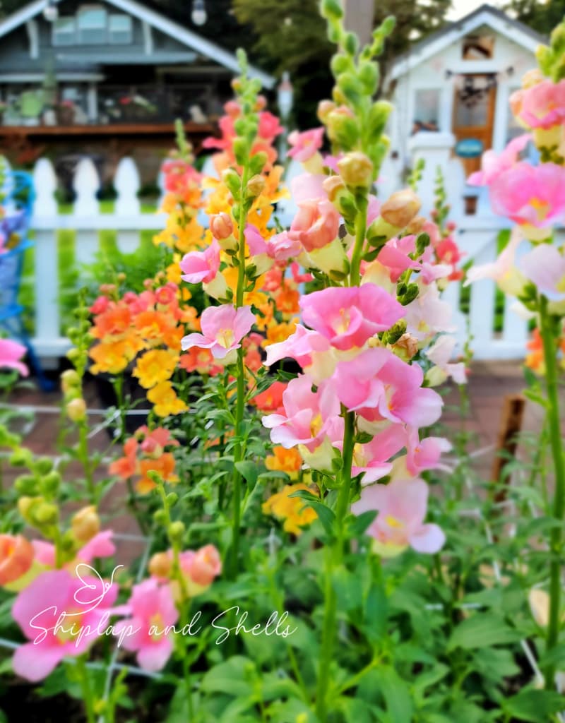 coral and light pin snapdragons in a cut flower garden