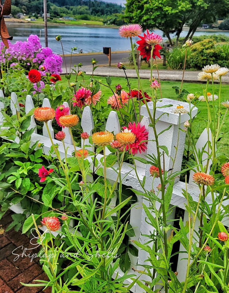 maintaining a cut flower garden: colorful strawflowers against the white picket fence