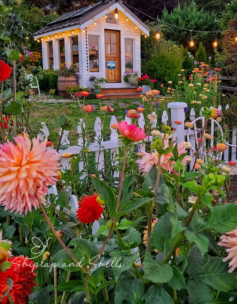greenhouse and dahlias in the cut flower garden
