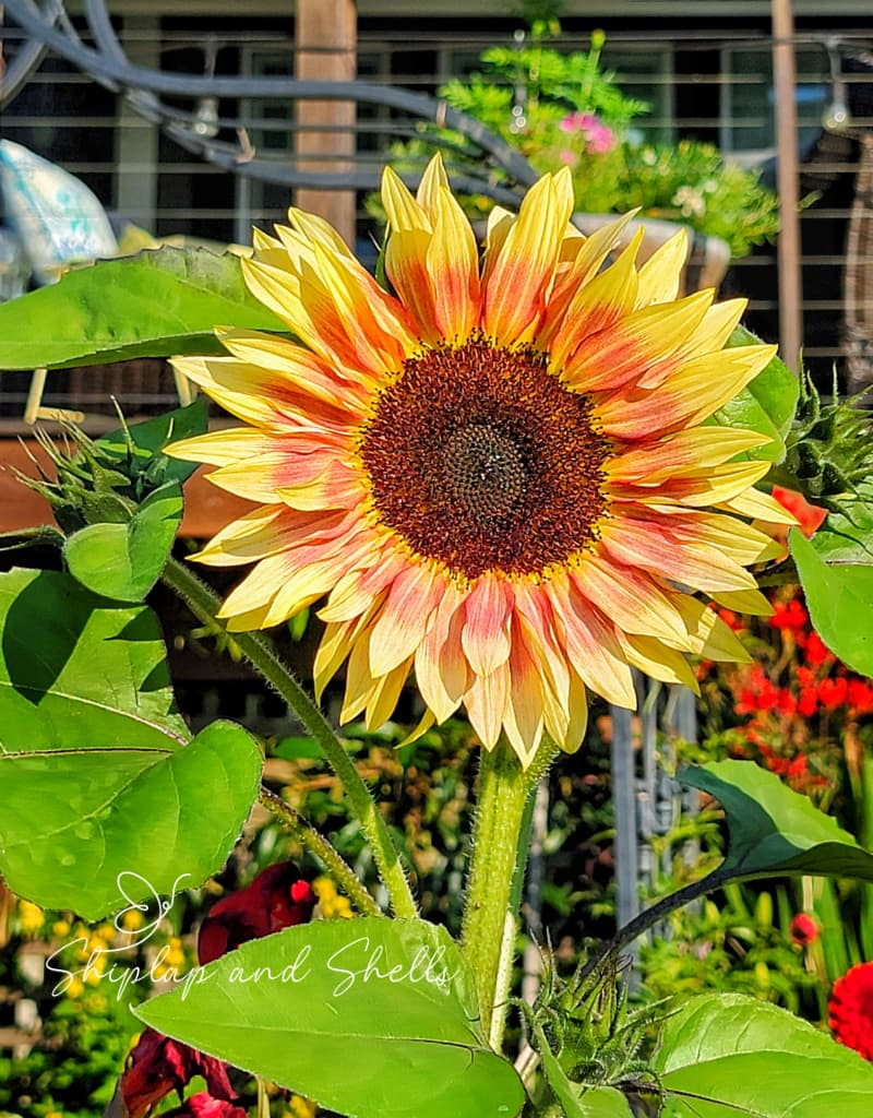 cut flower garden seeds: sunflowers