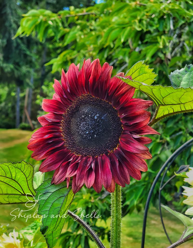 ruby sunflower