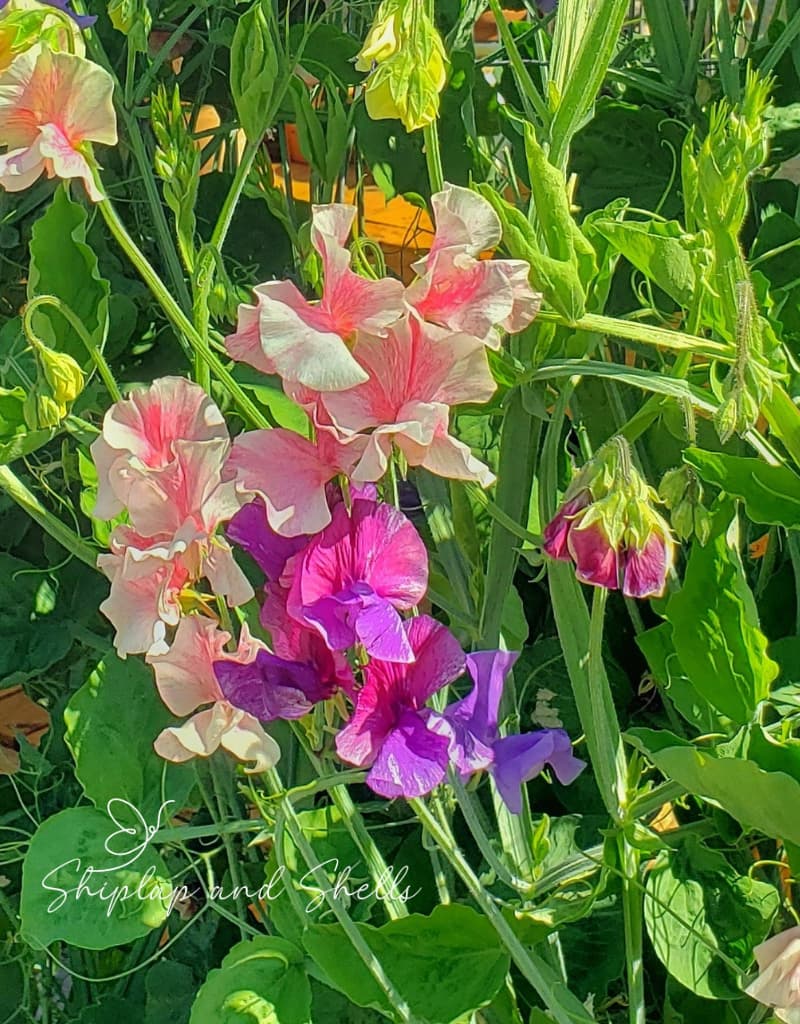 how to grow and care for sweet peas: 