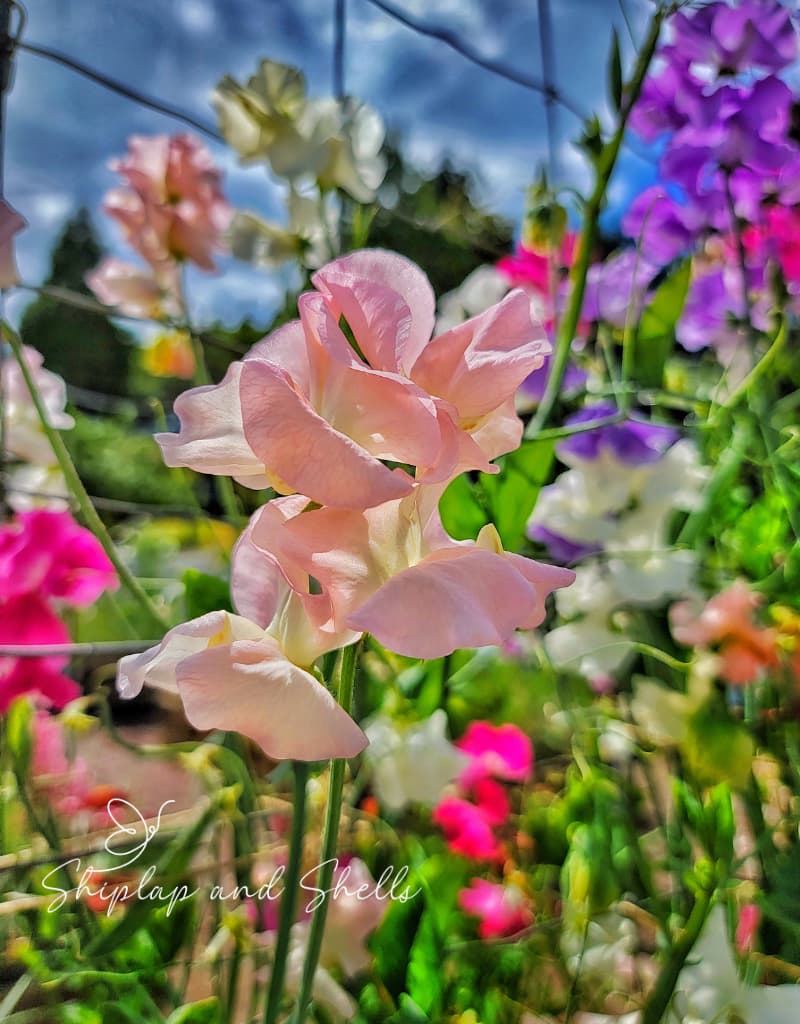 how to grow and care for sweet peas: pink flowers
