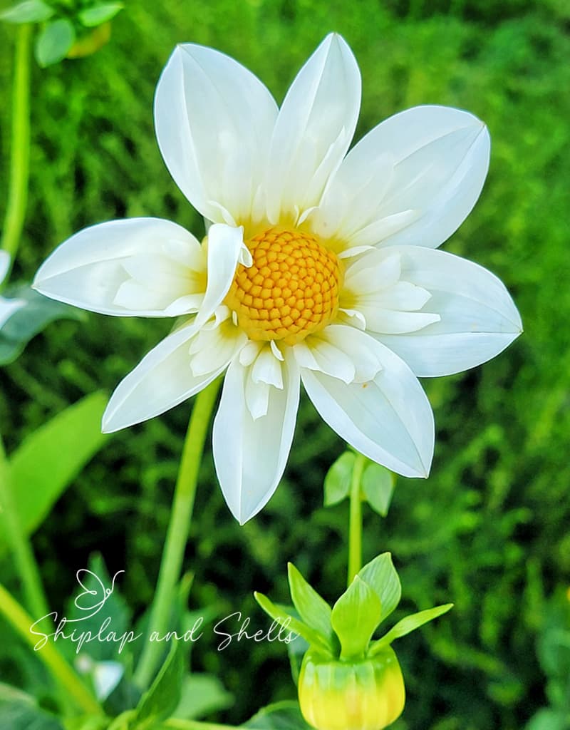 dividing dahlia tubers: white daisy looking dahlia