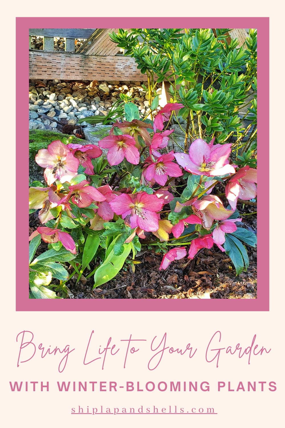 How to Bring Life into Your Garden With Winter Blooming Plants and
