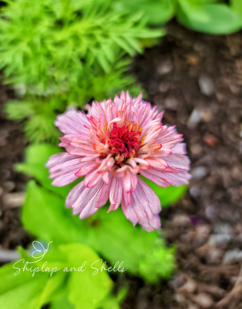 cut flower garden seeds: pink zinnia