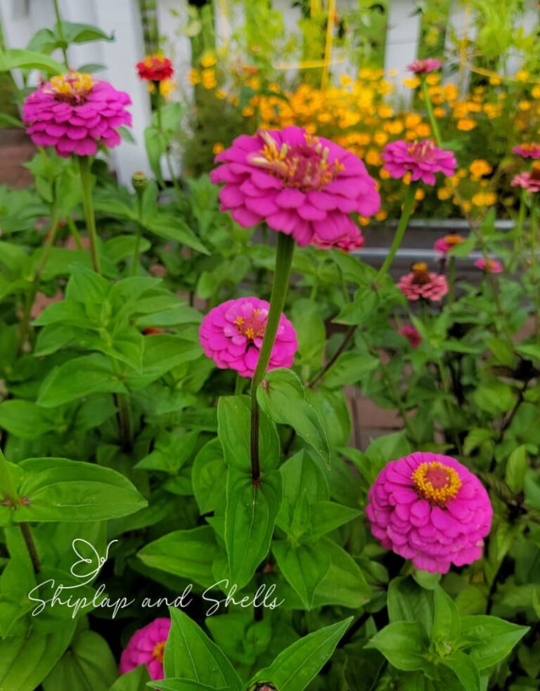 How to Grow Beautiful Zinnias Indoors From Seed