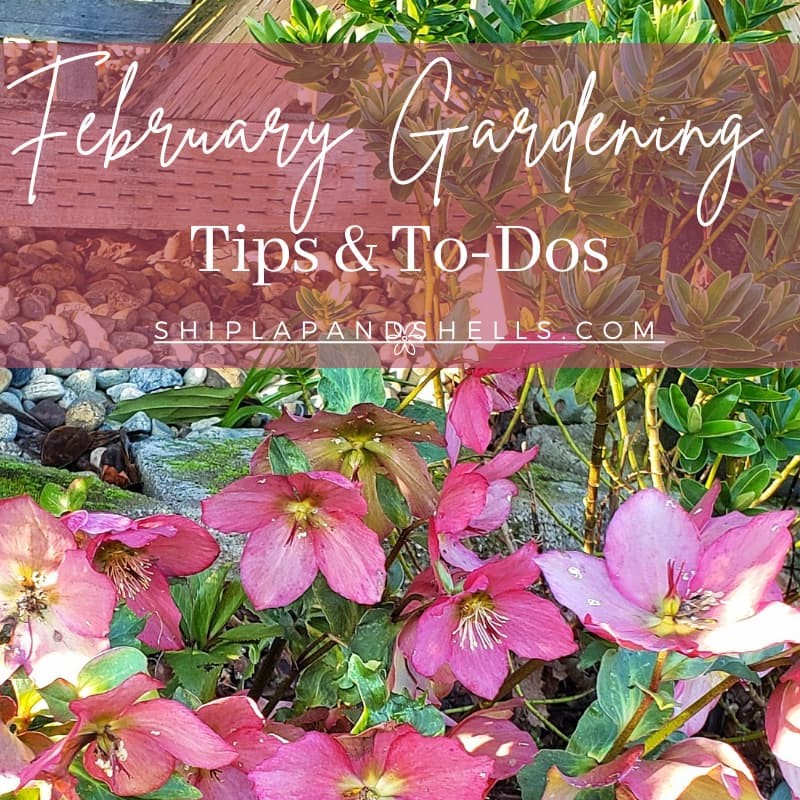 February gardening tips and to-dos