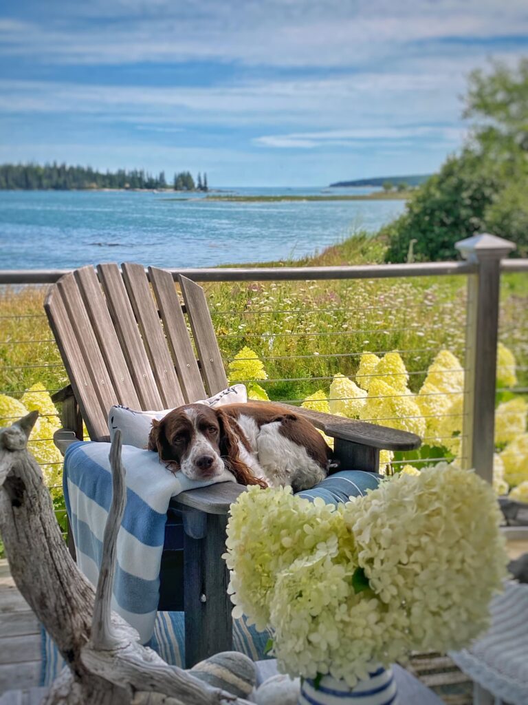dog sitting in front of hydrangea limelights