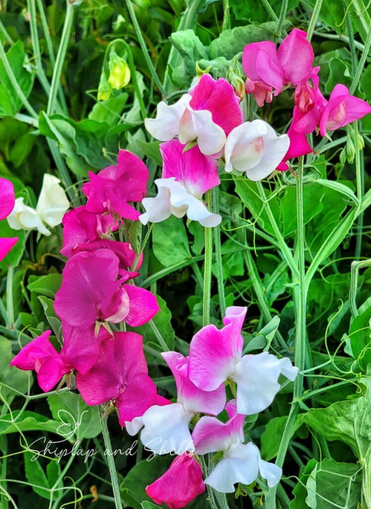 how to grow and care for sweet peas:  pink and white blooms