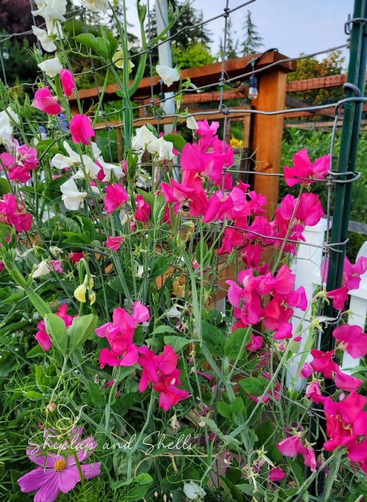 how to grow and care for sweet peas:  sweet peas growing on the trellis
