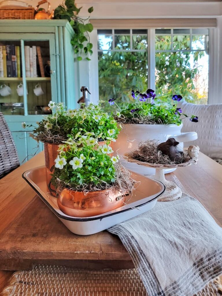 potted flowering plants on kitchen table