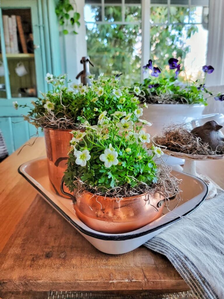spring potted flowers for a table centerpiece