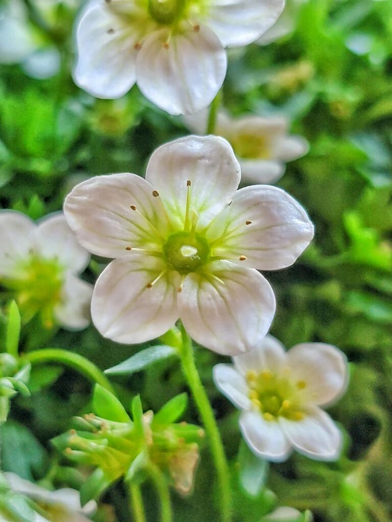 Alpino Early Lime Saxifrage