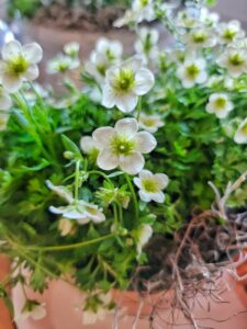 alpino early lime saxifrage