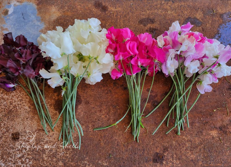 harvested sweet peas from the cutting garden