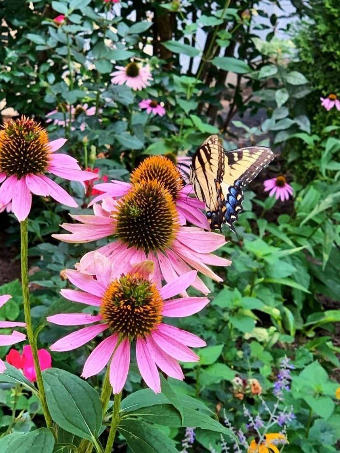 purple coneflowers in the garden with butterfly