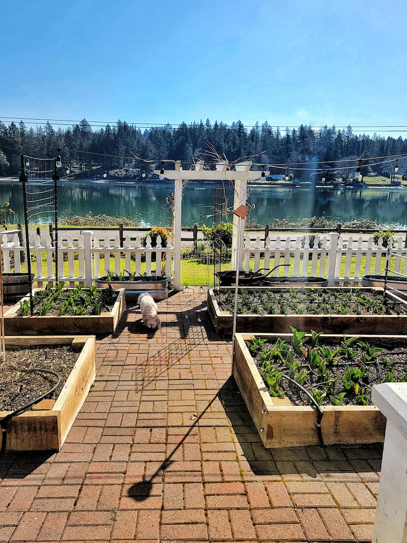 Preparing Cut Flower Garden Beds for Spring: Step-by-Step - Shiplap and ...