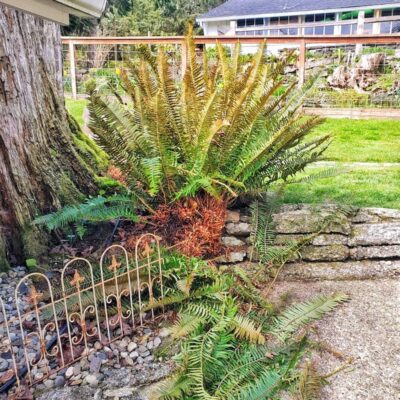 Cutting Back Outdoor Evergreen Ferns for the Season