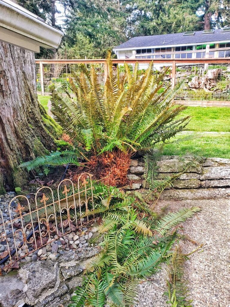 How to Cut Back Outdoor Garden Evergreen Ferns
