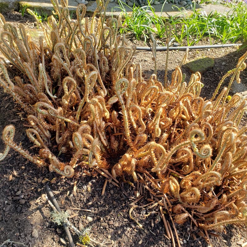 new fern fronds