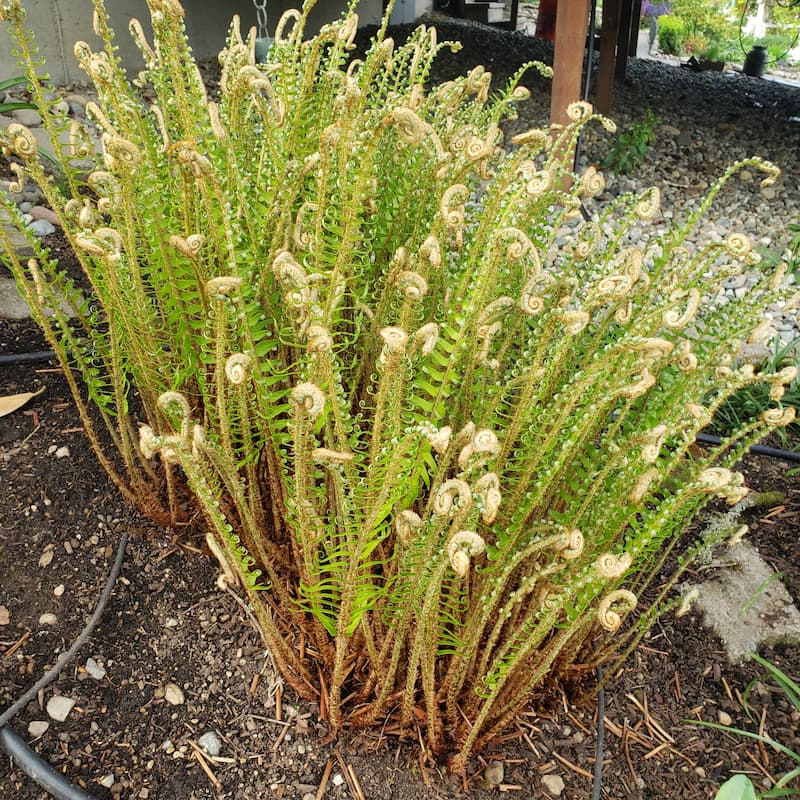 Cutting back outdoor evergreen ferns for the season: new fronds growing in