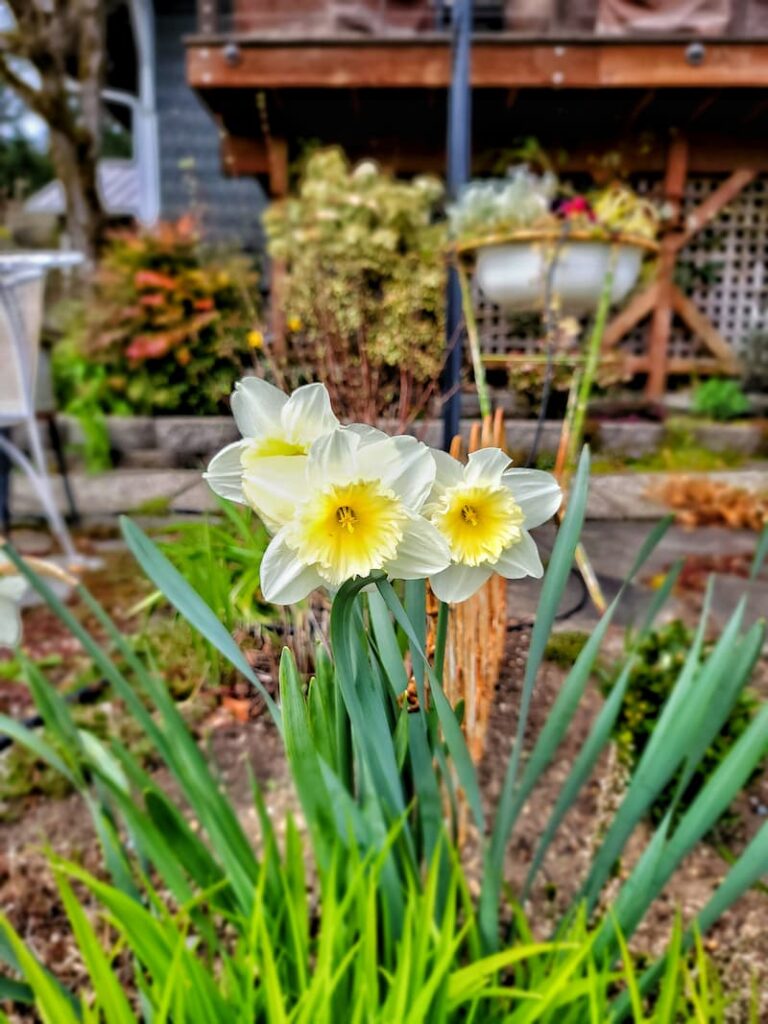 cream and yellow daffodils