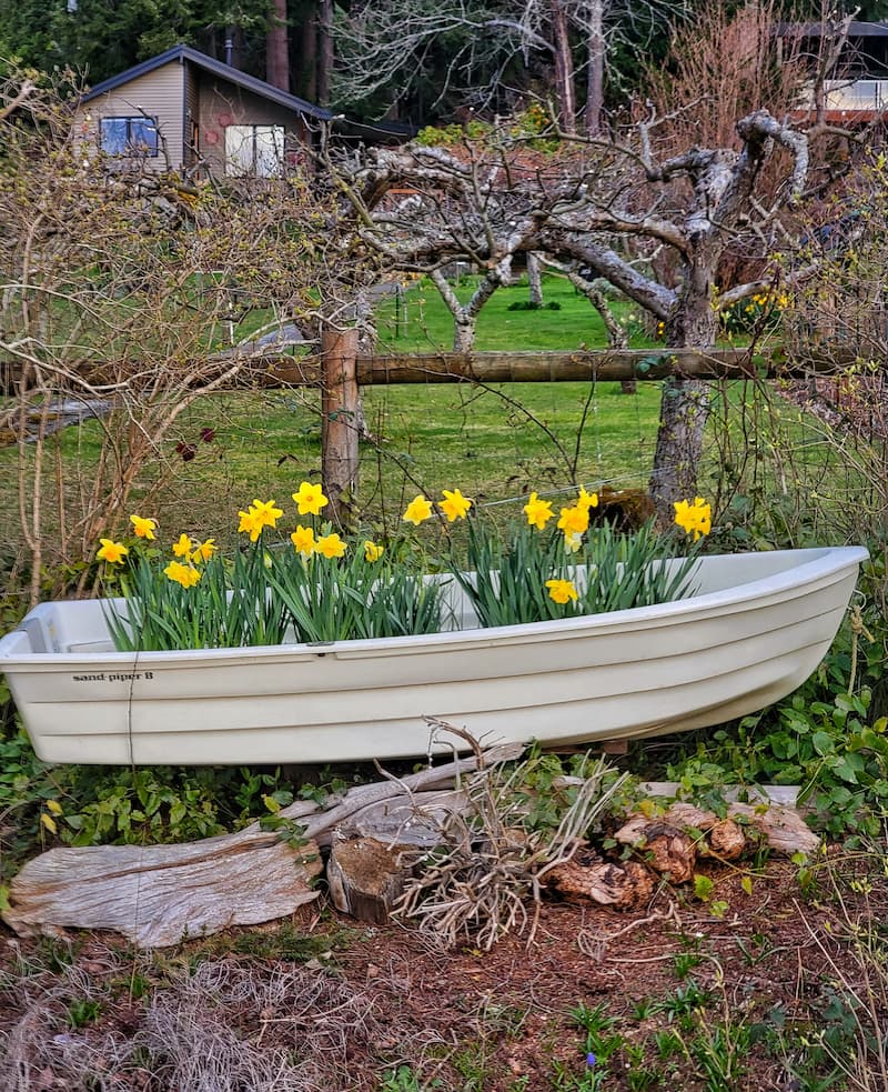 daffodils planted in the row boat