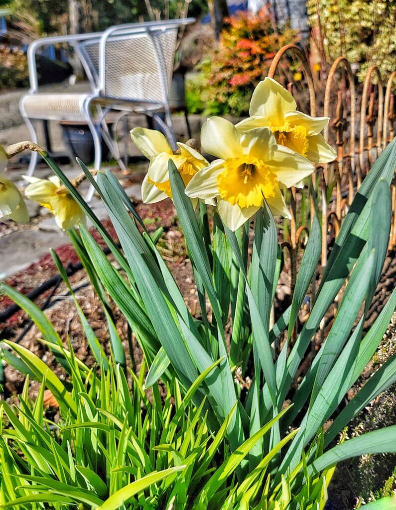 early spring garden: yellow daffodils