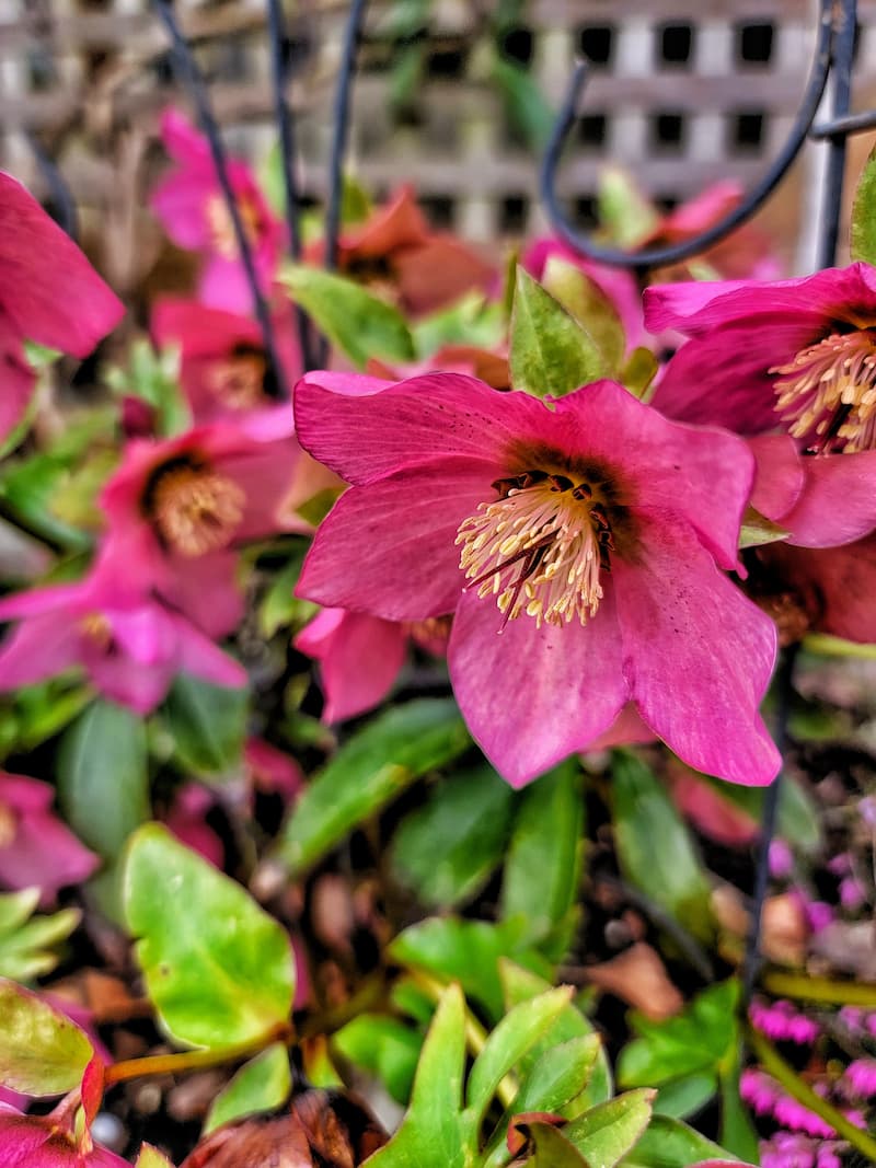 fuchsia hellebores in the garden