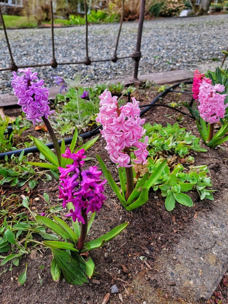 early spring garden: pink and purple hyacinths 