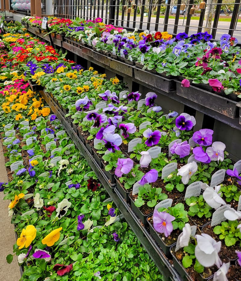 plants for fall planters: pansies